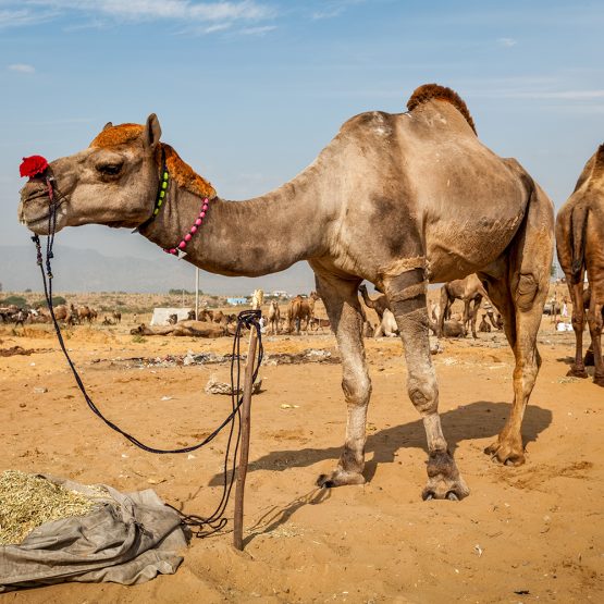 Camels at Pushkar Mela Pushkar Camel Fair , India