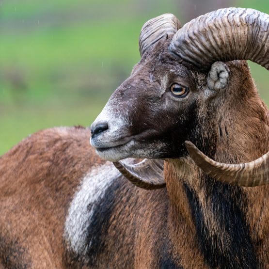 closeup-of-a-male-european-mouflon-ovis-aries-mus-2025-02-02-14-21-10-utc