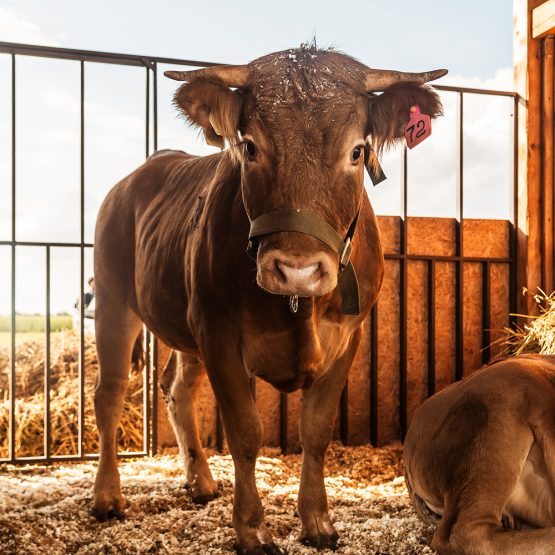 farm-cow-portrait-2025-02-19-00-29-45-utc