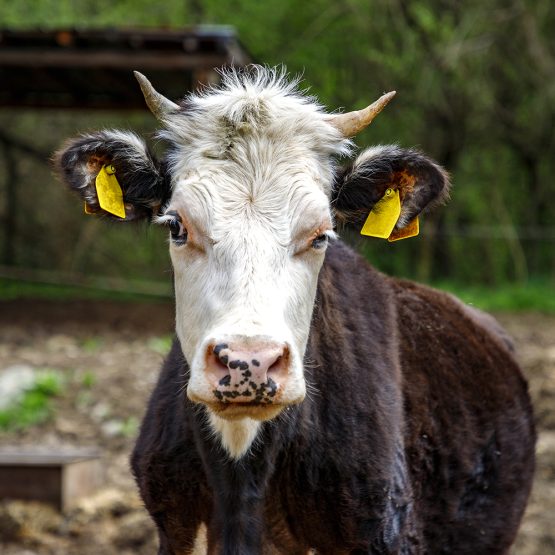 Close up portrait of cow in a farm background. Soft focus