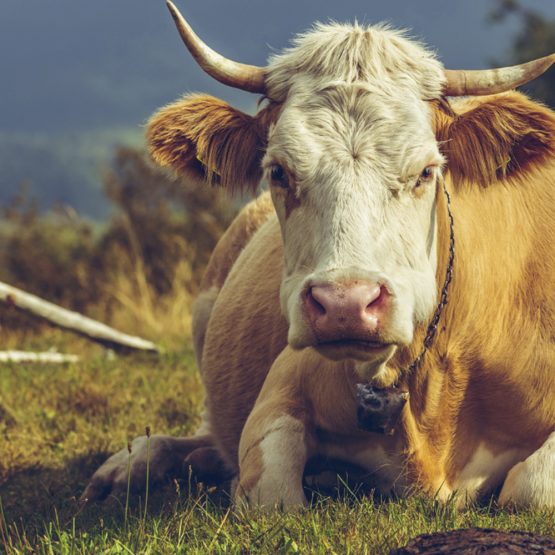 Close up portrait of cow in a farm background. Soft focus