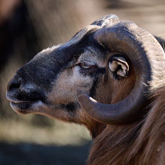 portrait-of-a-ram-artiodactyl-animal-in-nature-2025-03-24-07-24-56-utc